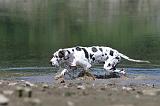 DOGUE ALLEMAND 112